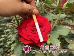 大花月季苗