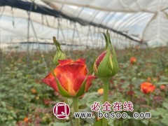 大花月季苗