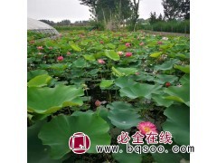 池塘荷花基地 草木花卉 水体绿化用苗 美化观赏图1