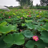 池塘荷花基地 草木花卉 水体绿化用苗 美化观赏