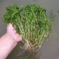 水生植物苦草 水生态修复 净化水质 狐尾藻 马来眼子菜