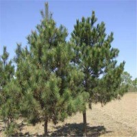 造型油松 树皮下部灰褐色 高达25米 胸径可达1米 华博苗木