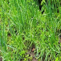 麦冬草 以块根供药用 养明清热 润肺止咳的功效 华博苗木花卉