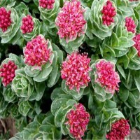 红景天 多年生草本植物 高10-20厘米 根粗壮 圆锥形 华博
