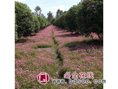 红花酢浆草 三叶红花草地被宿根花卉多年生直立草本图1