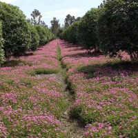 红花酢浆草 三叶红花草地被宿根花卉多年生直立草本