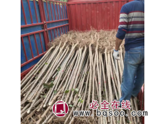 造林杨树苗 枫杨树 庭阴地被用 胸径10cm 现挖 臻吉绿化图1