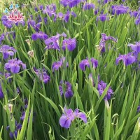 莲芳苑 湿地绿化 水生植物种植批发 水生花卉种苗 承接施工