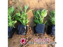 佰木通花卉订购 柳叶马鞭草 根系发达 苗圃直发 青州花卉图1
