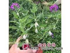 美女樱盆栽 庭院种植 易栽培 时令草花培育 佰木通花卉图1