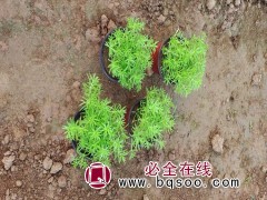 佛甲草
