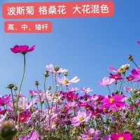 野花组合 花海百日草花种 格桑花 波斯菊向日葵种子绿牧天下