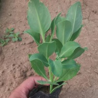 八宝景天 多年生草本 花密集粉色适应较好 花坛种植 铭鲁