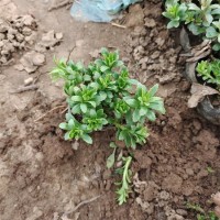 三七景天小苗 基地种植 直立叶丛生 喜阳植物 绿化栽植观赏