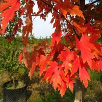 公园小区风景观赏秋火焰10公分红枫树 枝叶茂盛 红枫小苗