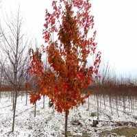 行道树美国红枫 树形好适应性强红枫树苗 苗圃现挖现卖 欢迎选购