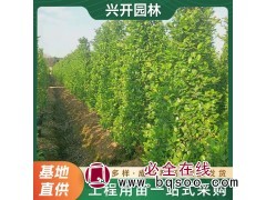 三水火山榕基地 现货绿篱苗木金钱榕 风景树行道树 道路篱笆图1