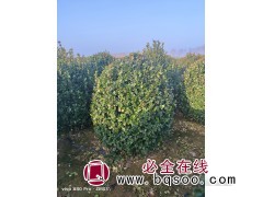 多年的生产经验 洪伟苗木 大叶黄杨球 四季常青 全国可发货图1