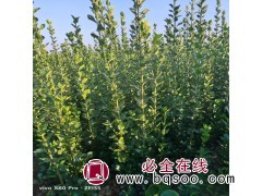 四季常青灌木 耐寒抗旱 篱笆 行道绿化 北海道黄杨苗 洪伟图1