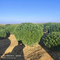 大叶黄杨球 常绿灌木 耐修剪 耐寒抗染 多年种植经验枝条匀称 洪伟