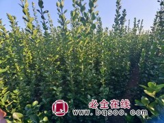 黄杨