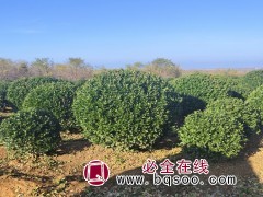 黄杨球