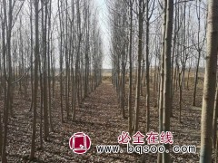 杜仲