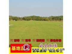 室内外真草卷 果岭草沙坪 果岭草苗木 磊鑫草坪基地图1
