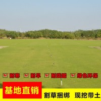 室内外真草卷 果岭草沙坪 果岭草苗木 磊鑫草坪基地