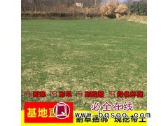 工程绿化草坪 冷季型四季青高羊茅混播草坪 磊鑫种植园图1