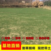 工程绿化草坪 冷季型四季青高羊茅混播草坪 磊鑫种植园