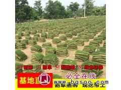 绿化护坡黑麦草 四季青冷季型草坪 庭院球场绿化草皮出售图1