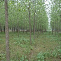 杨树常年 12公分杨树 杨树型号齐全 基地直销 绿化工程 绿城苗木