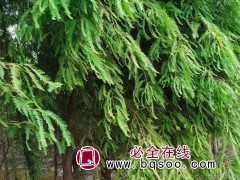 北美落羽杉
