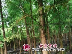北美落羽杉
