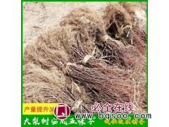 辽北五味子苗木基地 常年供应 指导全程 无后顾之忧 药食均可图1