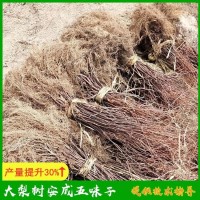 辽北五味子苗木基地 常年供应 指导全程 无后顾之忧 药食均可