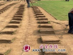 马尼拉草