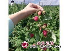 2年树莓苗 南北方种植 溪岭 大果实口感好 多品种苗木图1
