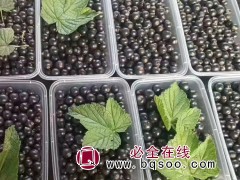 黑加仑苗