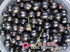 黑加仑苗