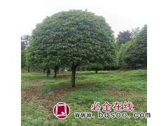 桂花树种植基地 金桂丹桂 四季桂 胸径15-20公分图1