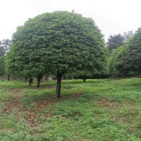 桂花树种植基地 金桂丹桂 四季桂 胸径15-20公分