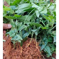 农户专业种植金果榄树苗 基地直发包教种植管理技术