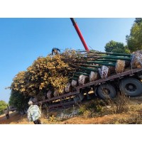 广玉兰树苗 庭院植物花卉绿化苗木 广玉兰 宏发苗木基地