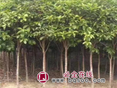 桂花