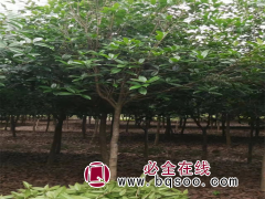 桂花