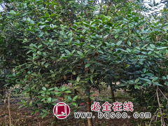 桂花