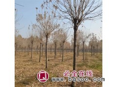 公园观赏行道造型嫁接14公分白蜡 对接白蜡树 速发图1