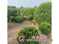 1.5米大叶黄杨球 四季常绿大叶黄杨 园林景观绿化 绿环苗木图1